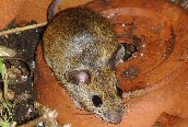 Wood Mouse